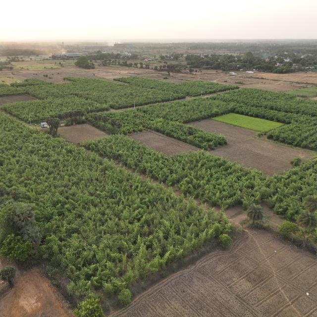 Carbon Sequestration Bamboo